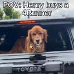 dog in a toyota 4 runner