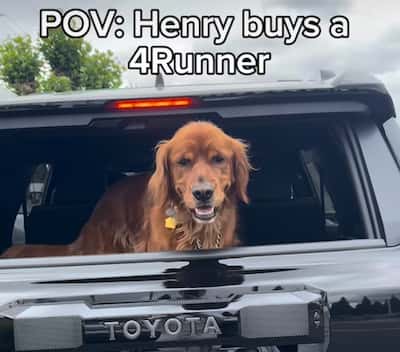Toyota 4Runner Dog Friendly Instagram Reel