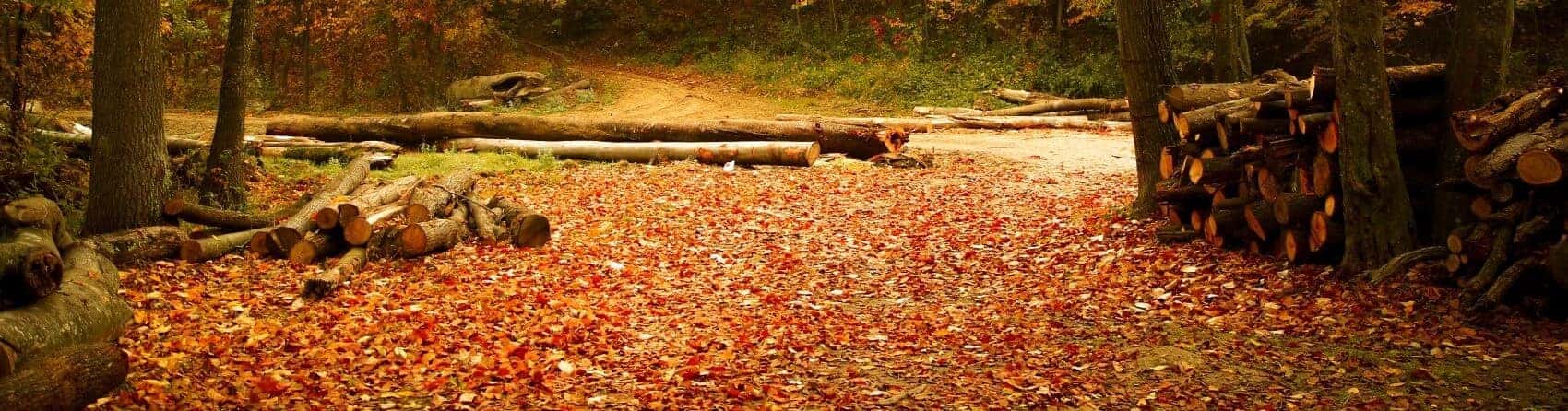 Autumn Leaves