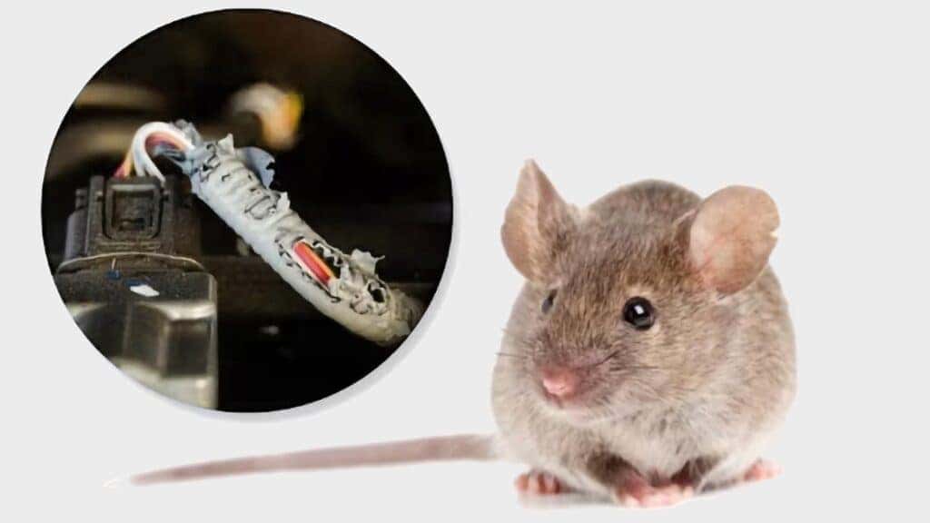 How to Keep Mice Out of Your Car Braman Miami
