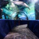 A picture of the inside of the aquarium
