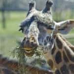 A giraffe facing the camera while eating grass