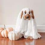 A large puppy in a ghost costume is posed next to fake pumpkins in a nice home