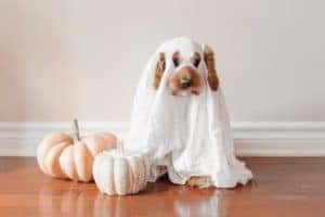 A large puppy in a ghost costume is posed next to fake pumpkins in a nice home