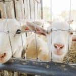 White lambs peeking through a fence at a petting zoo in Northeast Ohio