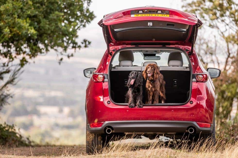 Red Mazda SUV Dogs