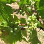 Vineyard at Barrel Run Crossing Winery and Vineyard in Akron, OH
