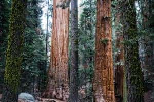 A group of large tree trunks