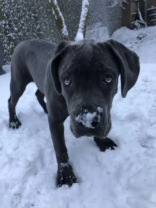 can a aidi and a cane corso be friends